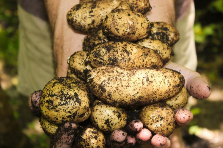 Kartoffeln im September pflanzen - Die Vorteile und richtigen Schritte