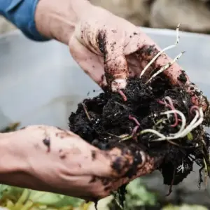 Kompostbeschleuniger selber machen Anleitung