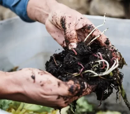Kompostbeschleuniger selber machen Anleitung