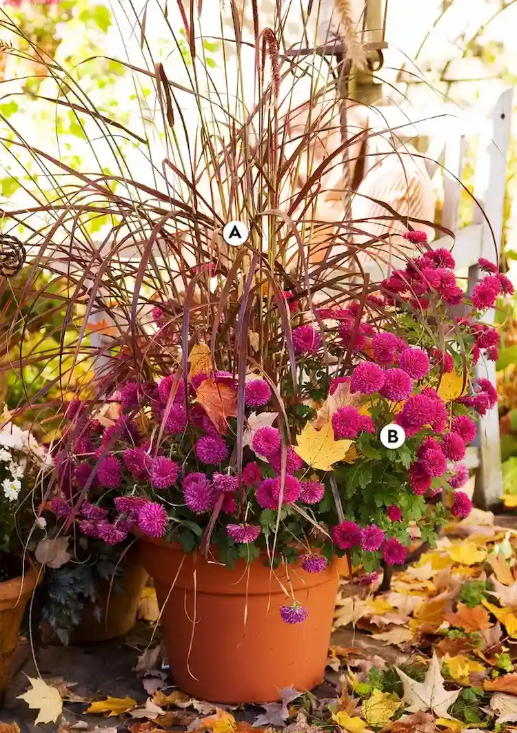 Lampenputzergras und Chrysanthemen im Herbst-Kübel (1)