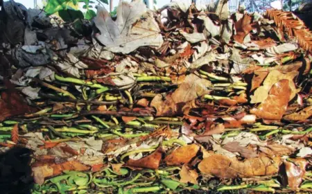 Lasagne Beet - Was das ist und wie Sie es richtig anlegen