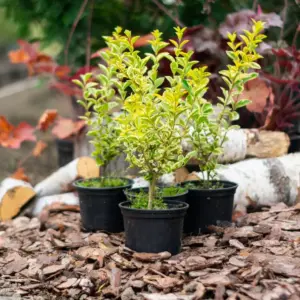 Liguster pflanzen im Herbst - Den immergrünen Strauch im Garten oder in Kübeln anbauen und richtig pflegen