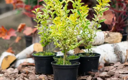 Liguster pflanzen im Herbst - Den immergrünen Strauch im Garten oder in Kübeln anbauen und richtig pflegen