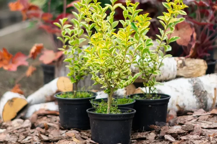 Liguster pflanzen im Herbst - Den immergrünen Strauch im Garten oder in Kübeln anbauen und richtig pflegen