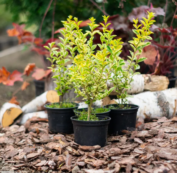 Liguster pflanzen im Herbst - Den immergrünen Strauch im Garten oder in Kübeln anbauen und richtig pflegen