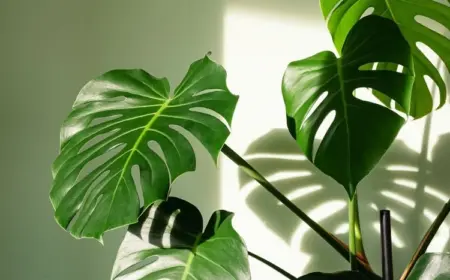 Monstera Zimmerpflanze mit großen Blättern
