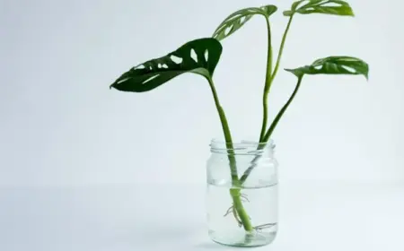 Monstera vermehren in Wasser durch Stecklinge