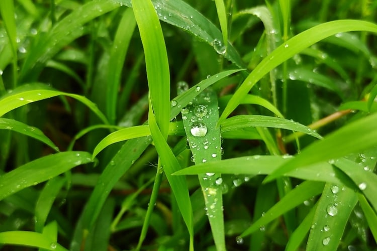 Nassen Rasen mähen - Tipp, was Sie beachten sollten für die richtige Mahd