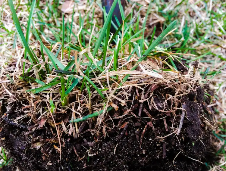 Nehmen Sie eine Gartenkelle oder einen Spaten und graben Sie einen kleinen Teil des Rasens und der Erde aus