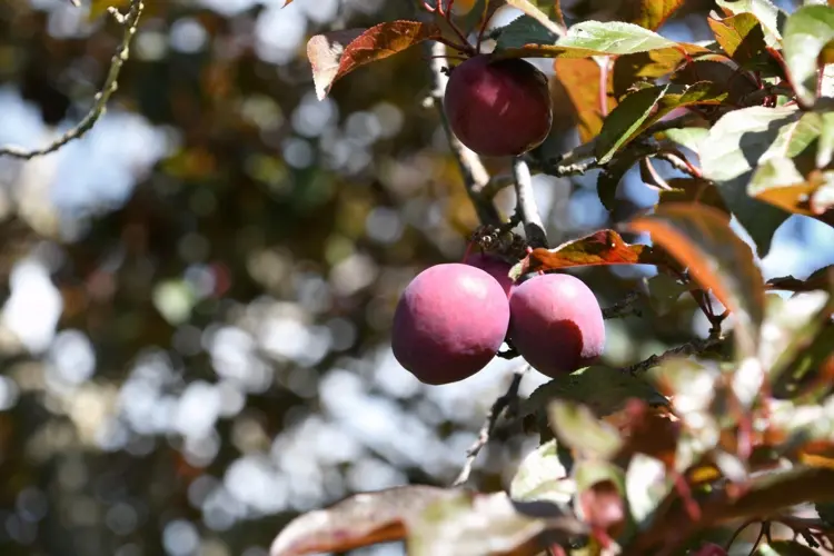 Obstbäume pflanzen - Welche Obstsorten sind beliebt und kleinwüchsig
