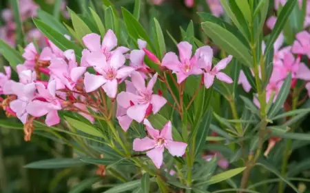 Oleander Pflege im Herbst und Winter schneiden Tipps