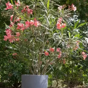 Oleander im Kübel bei welchen Temperaturen überwintern