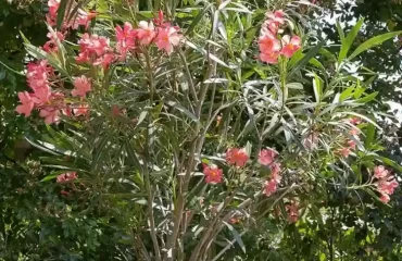 Oleander im Kübel bei welchen Temperaturen überwintern