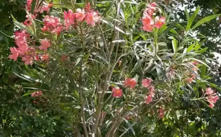 Oleander im Kübel bei welchen Temperaturen überwintern