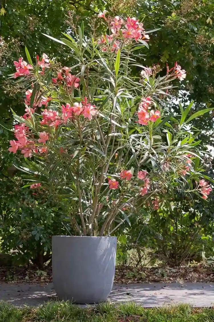 Oleander im Kübel bei welchen Temperaturen überwintern