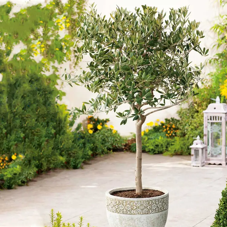 Olivenbäume sollten an einem Ort stehen, der einen angemessenen Windschutz bietet