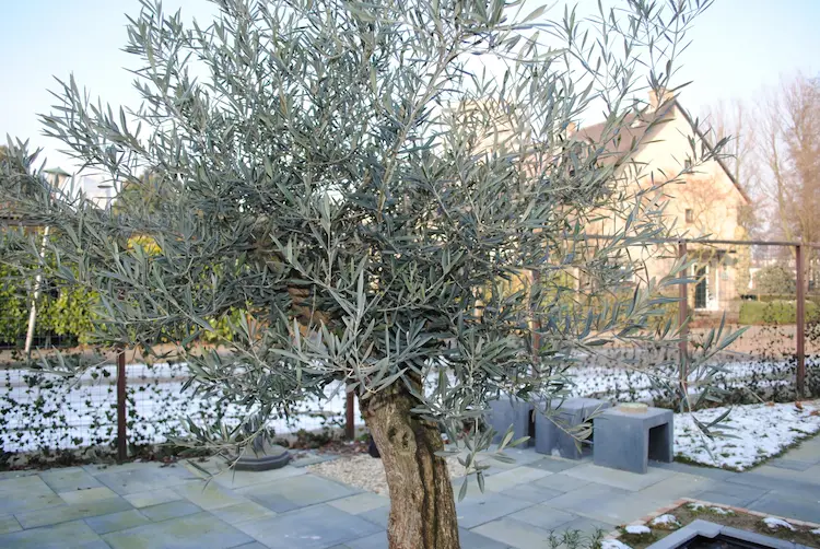 Olivenbaum überwintern - Befolgen Sie diese wichtigen Pflegetipps für Bäume im Freien und in Kübeln