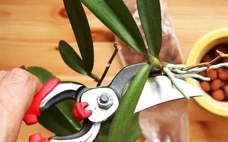 Orchideen-Ableger abschneiden - So geht`s!