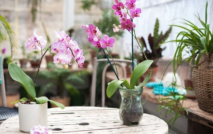 Orchideen-Kindel abtrennen - das Wachstum der neuen Pflanze