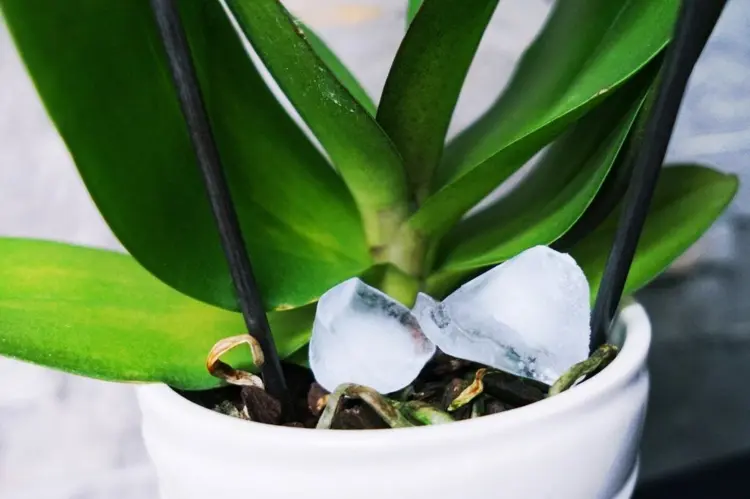 Orchideen mit Eiswürfel gießen - Zeitsparende und einfache Methode