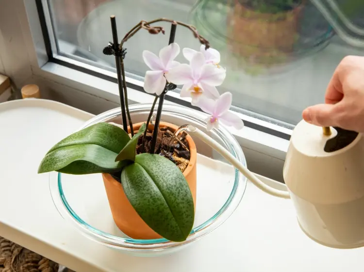 Orchideenpflege mit Eis im Vergleich zum Tauchen und der Gießkanne