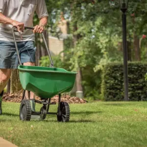 Rasen düngen im Herbst - Wann und wie die letzte Düngergabe durchführen