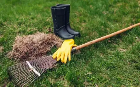 Rasen vertikutieren im Herbst - Warum ist dies für Ihre Grasfläche wichtig und wie pflegt man den Rasen richtig