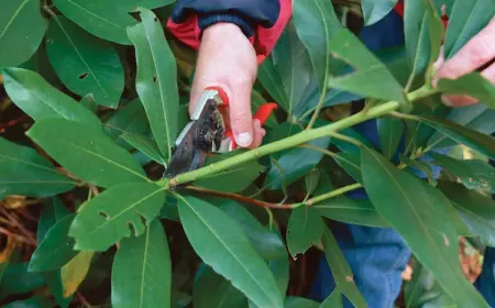 Rhododendron schneiden - Wann ist der richtige Zeitpunkt und welche Schnittmethoden muss man einsetzen