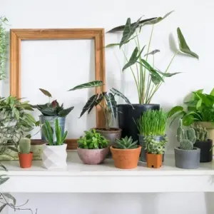 Robuste Zimmerpflanzen - Diese pflegeleichten Pflanzen reinigen die Luft in Ihrer Wohnung