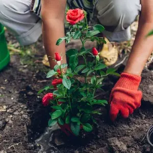 Rosen pflanzen im Herbst - Schritt-für-Schritt-Anleitung und Pflegetipps für die neue Pflanze