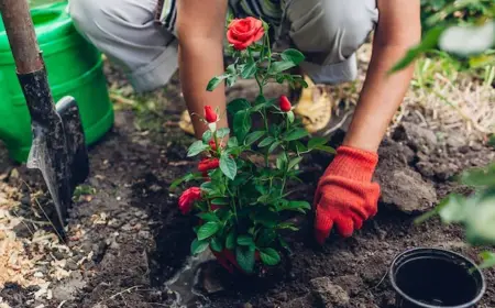 Rosen pflanzen im Herbst - Schritt-für-Schritt-Anleitung und Pflegetipps für die neue Pflanze