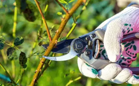 Rosen schneiden im Herbst ja oder nein