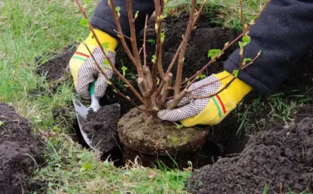 Rosen umpflanzen nützliche Tipps für Herbst