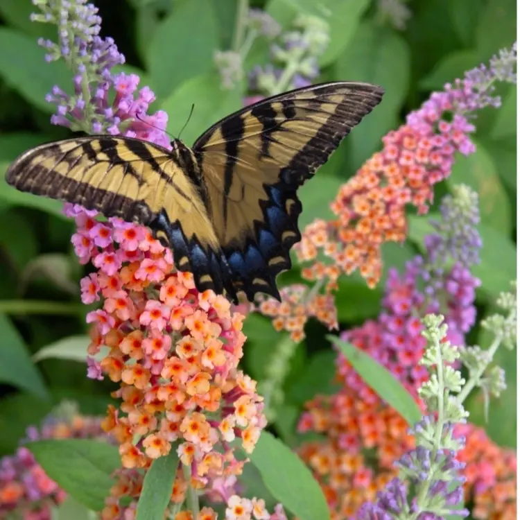 Schmetterlingsflieder im Herbst pflegen und Sommerflieder überwintern und schneiden