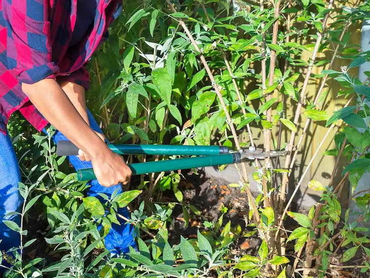 Schmetterlingsflieder schneiden - Wann und wie sollten Gärtner den Schnitt für beide Arten der Staude vornehmen