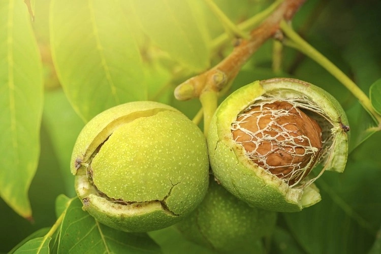 Black walnut contains juglone, which inhibits the growth of many plants