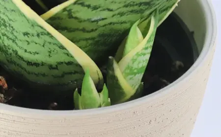 Schwiegermutterzunge durch Ableger vermehren Anleitung