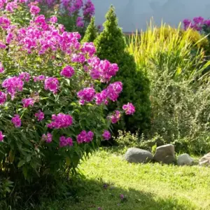 Sollte man Phlox paniculata im Herbst schneiden