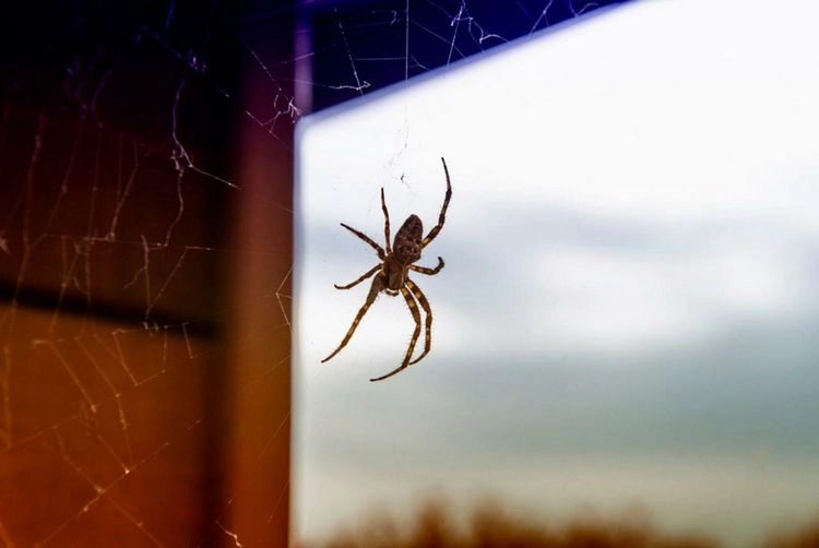 Spinnen vertreiben - Tipps - Organisieren Sie Ihr Zuhause