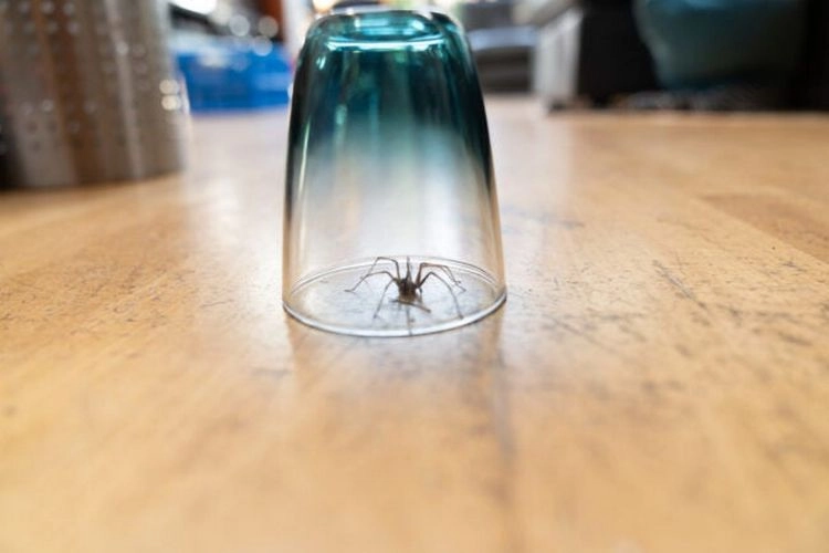 Spinnen vertreiben mit Hausmitteln ohne Chemikalien