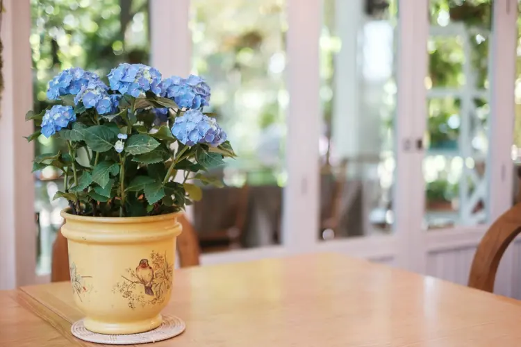 Tipps zur Hortensienpflege für Topfpflanzen in der Wohnung