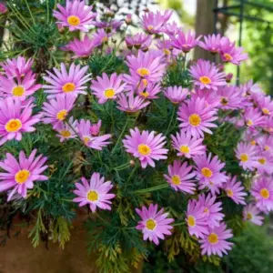 Typische Herbstblumen für den Balkon -Astern