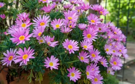 Typische Herbstblumen für den Balkon -Astern