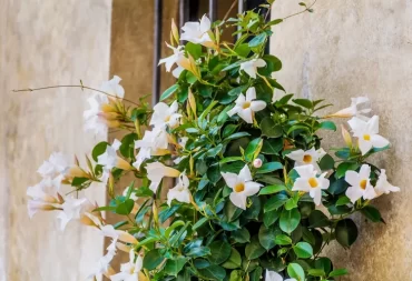 Um Ihre Dipladenia richtig zu überwintern, brauchen Sie einen idealen Standort