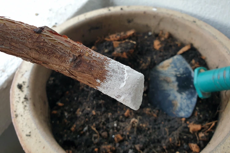 Verwenden Sie ein sauberes Messer, um einen frischen Stammabschnitt von einer Mutterpflanze zu entfernen
