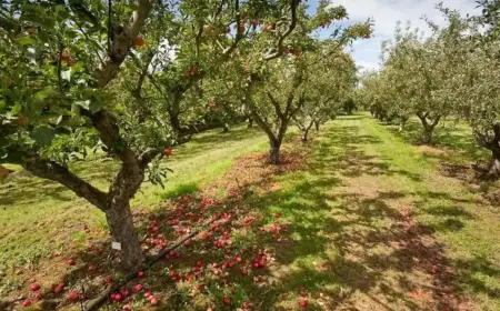 Vorbereitung Ihres Obstgartens auf den Winter