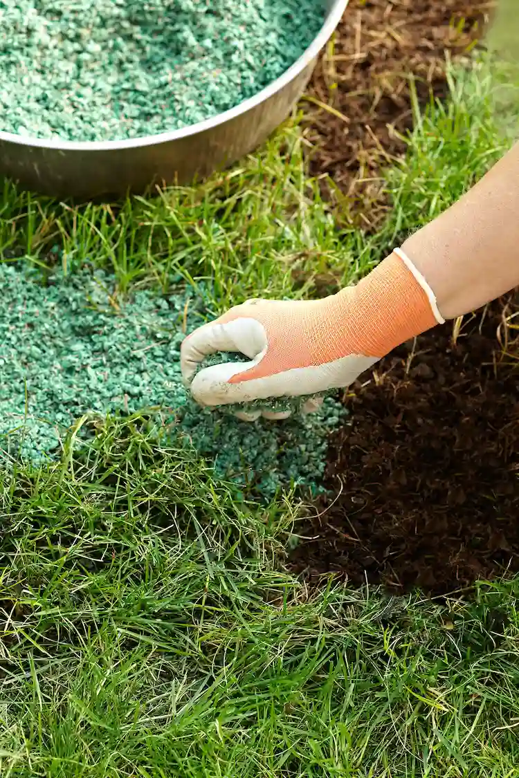 You can find out when to apply the last fertilizer from our article