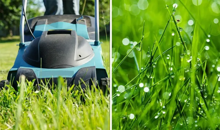 Warum der Rasenschnitt auch bei Regen wichtig ist und wann zuletzt Rasen mähen