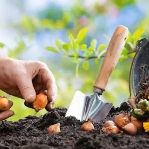 Was pflanzt man im September - schöne Blumen für die Frühlingsfarbe