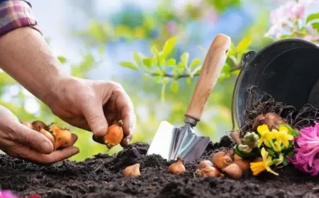 Was pflanzt man im September - schöne Blumen für die Frühlingsfarbe